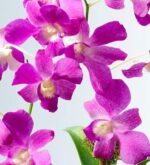 Close-up of vibrant purple and pink Dendrobium orchid flowers with white centers against a light, neutral background.