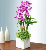 A vibrant purple Dendrobium orchid plant with multiple blooms arranged in a modern white square ceramic pot, complemented by lush green ivy foliage at the base, sitting on a dark wooden surface.