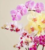 A close-up photograph of several vibrant Phalaenopsis orchid stems in various colors including light pink with stripes, pale yellow, white with deep red centers, and bright magenta, set against a neutral cream background.