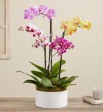 A premium arrangement of four vibrant Phalaenopsis orchid stems in shades of purple, yellow, and white-pink, planted in a minimalist white circular pot.