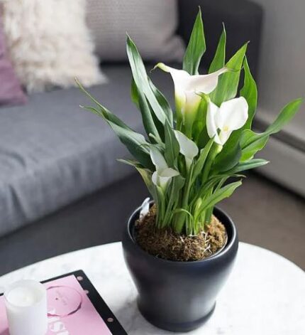 A potted white Calla Lily plant with lush green leaves and multiple elegant white blooms, sitting on a white marble table in a modern living room setting.