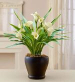 A lush potted arrangement of white Calla Lilies with vibrant green leaves in a dark brown ceramic vase, set against a soft-focus indoor background.
