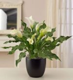 A potted White Calla Lily plant with several elegant white blooms and lush green spotted leaves in a sleek black ceramic pot, set against a soft-focus indoor background.