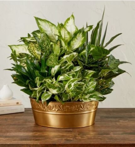 A lush and dense arrangement of various green indoor plants, including Dieffenbachia and Pothos, presented in a decorative metallic gold oval planter on a wooden table.