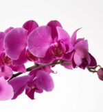 A close-up shot of a vibrant pink Phalaenopsis orchid branch with several fully bloomed flowers and unopened buds against a clean white background.