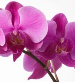 Two Stem Phalaenopsis White and Purple Orchid - Image 5