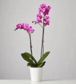 A premium purple Phalaenopsis orchid plant with two tall flowering spikes in a minimalist white ceramic pot, set against a plain light gray background.