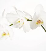 A close-up shot of elegant white Phalaenopsis orchid blooms on a green stem against a clean white background.