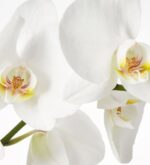 A close-up shot of elegant white Phalaenopsis orchid blooms on a green stem against a clean white background.