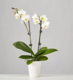 A blooming white Phalaenopsis orchid plant with two flower spikes in a white ceramic pot against a neutral grey background.