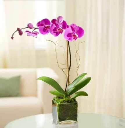 A vibrant purple Phalaenopsis orchid plant with multiple open blooms and buds, planted in a square glass vase with green moss, set against a blurred living room background.