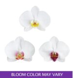 Three white Phalaenopsis orchid blooms shown against a white background, demonstrating natural color variations in the center (lip) including yellow, pink, and deep purple.