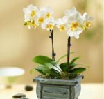 Two stems of white Phalaenopsis orchids with yellow centers, planted in a rustic, weathered blue-grey wooden planter with green moss and broad green leaves.