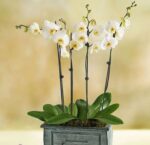 A premium white Phalaenopsis orchid plant with multiple blooming stems arranged in a rustic, weathered grey wooden planter box against a soft yellow bokeh background.
