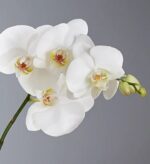 A close-up shot of several blooming white Phalaenopsis orchids with yellow and reddish centers, attached to a green stem against a solid grey background.