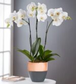 A white Phalaenopsis orchid plant with three blooming stems in a modern two-tone copper and charcoal grey pot, sitting on a white table next to a notebook.