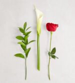 A minimalist composition of three botanical stems—a leafy green ruscus branch, a white calla lily, and a single red rose—laid vertically side-by-side against a light grey marble background.