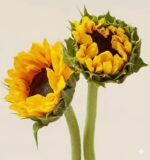 Two young sunflowers with vibrant yellow petals and green sepals against a neutral beige background.