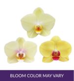 "Three Phalaenopsis orchid blooms in varying shades of yellow and pale cream, showcasing different center patterns (lip colors) including orange and magenta, set against a white background with a purple banner at the bottom stating 'BLOOM COLOR MAY VARY'."