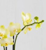 A close-up photograph of a vibrant yellow Phalaenopsis orchid (Moth Orchid) branch featuring several open blooms and a few green buds against a neutral, light-colored background.