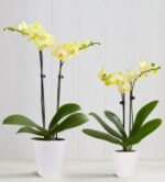 Two yellow Phalaenopsis orchid plants in white textured ceramic pots against a light gray wooden paneled background.