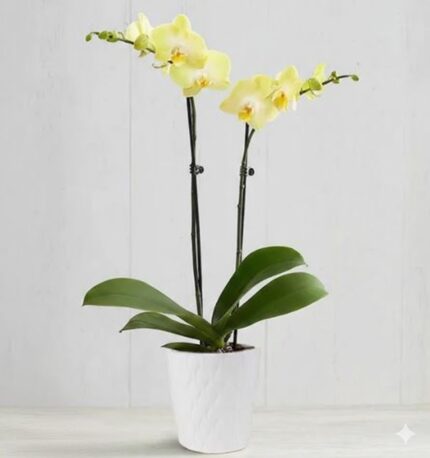 A premium yellow Phalaenopsis orchid plant with two stems in a white decorative textured ceramic pot, featuring bright yellow blossoms and green waxy leaves against a white wooden background.