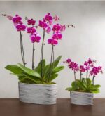 Two silver oval planters of different sizes containing vibrant magenta Phalaenopsis orchid plants with multiple blooming flower spikes and thick green leaves.