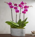 A premium "Violet Opulence" Phalaenopsis orchid plant with multiple tall spikes bearing vibrant magenta and purple flowers, housed in a stylish oval silver textured pot.