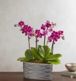 A multi-stemmed Phalaenopsis orchid plant with vibrant magenta-purple flowers, housed in a modern metallic silver textured pot with a wavy pattern, set against a neutral gray background.