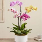 Colorful orchid garden flower arrangement with purple and pink blooms in glass vase - Reema Florist Nashville TN