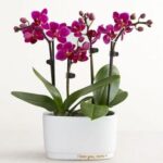Mini orchid flower planet terrarium gift for mom with same day delivery Nashville TN