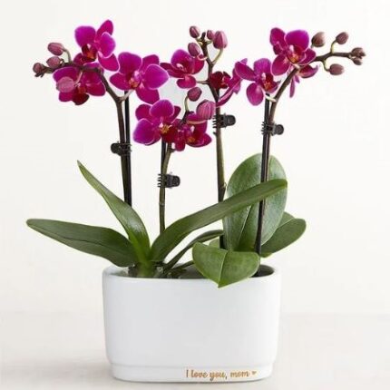 Mini orchid flower planet terrarium gift for mom with same day delivery Nashville TN