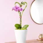 Sweetheart Bamboo and Orchid Flower Garden arrangement with pink orchids and lucky bamboo Nashville TN