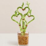 Sweetheart Bamboo Flower Box with live bamboo hearts - Nashville flower delivery